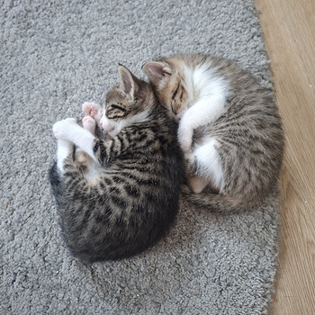 Котята