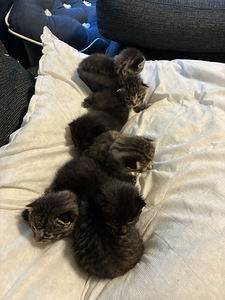 Kissanpentuja varattavissa (5 valokuva sivusta 5)