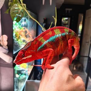 Pantterikameleontti ambilobe poika (1 valokuva sivusta 3)