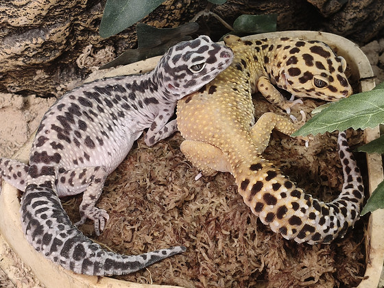 Leopardigekko naaraat