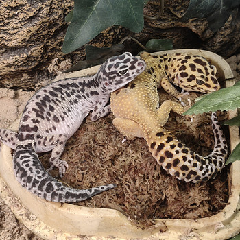 Leopardigekko naaraat
