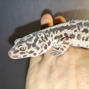 Leopardigekko naaraat (3 valokuva sivusta 4)