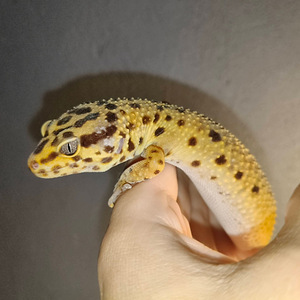 Leopardigekko naaraat (4 valokuva sivusta 4)