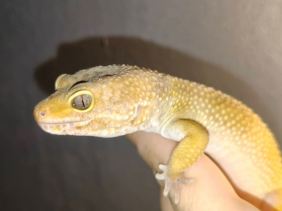 Leopardigekko uros