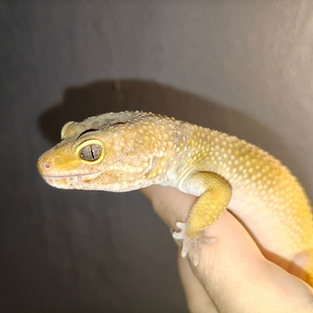 Leopardigekko uros