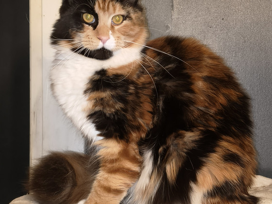 Alustavasti varattavissa maine coon pentuja