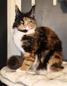 Alustavasti varattavissa maine coon pentuja (1 valokuva sivusta 3)