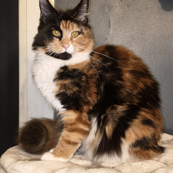 Alustavasti varattavissa maine coon pentuja