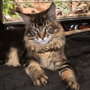 Alustavasti varattavissa maine coon pentuja (2 valokuva sivusta 3)
