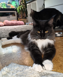 Alustavasti varattavissa maine coon pentuja (3 valokuva sivusta 3)