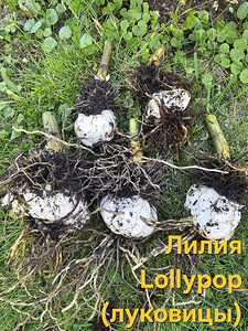 Луковицы лилий. (10 фото из 10)