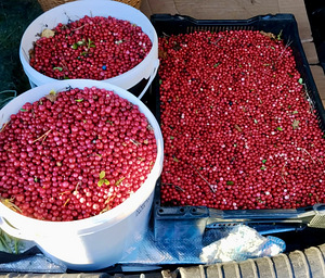 Pohlad(puhastamata) (1 foto / 2)