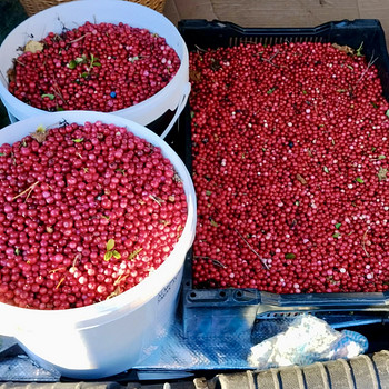 Pohlad(puhastamata)