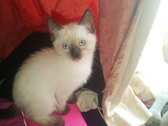 Тайские котята.