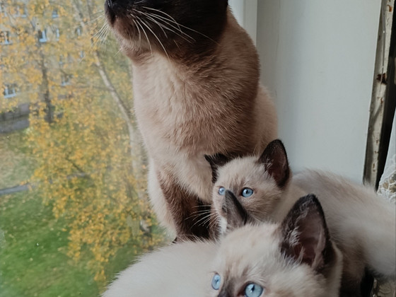 Тайские котята.
