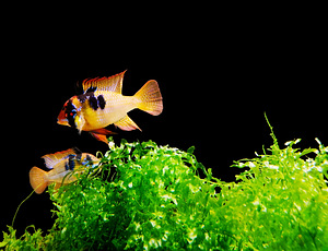 Apistogramma Ramirezi (1 foto / 10)