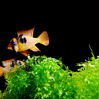 Apistogramma Ramirezi