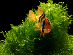 Apistogramma Ramirezi (2 foto / 10)