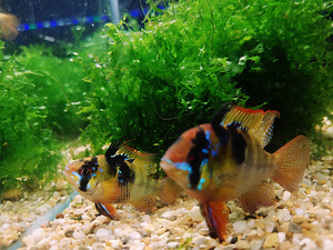 Apistogramma Ramirezi (5 foto / 10)