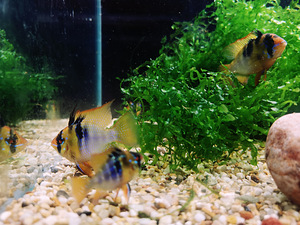 Apistogramma Ramirezi (7 foto / 10)