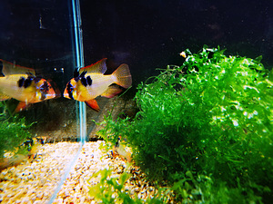 Apistogramma Ramirezi (6 foto / 10)