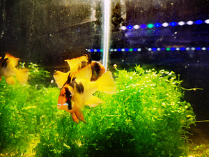 Apistogramma Ramirezi (4 foto / 10)