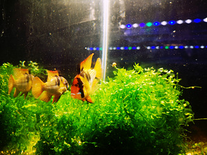 Apistogramma Ramirezi (8 foto / 10)