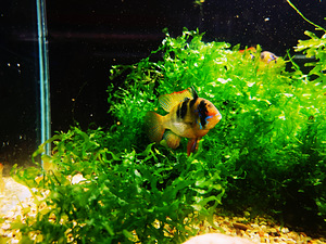 Apistogramma Ramirezi (9 foto / 10)
