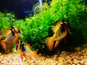 Apistogramma Ramirezi (10 foto / 10)