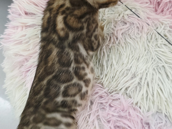 Kaķēni