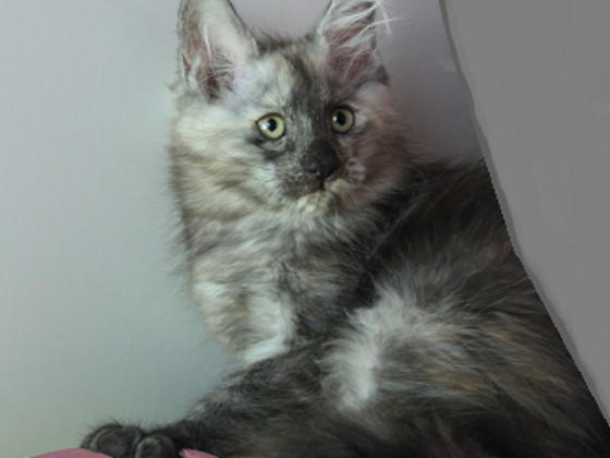 Maine Coon tyttö, 4 kk