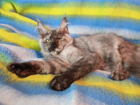 Maine Coon tyttö, 4 kk