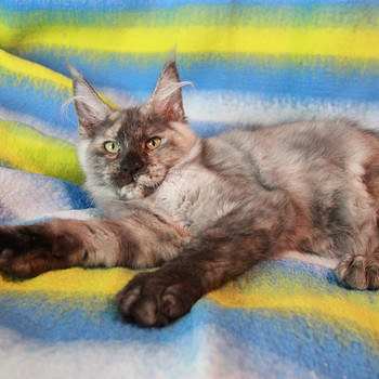 Maine Coon tyttö, 4 kk