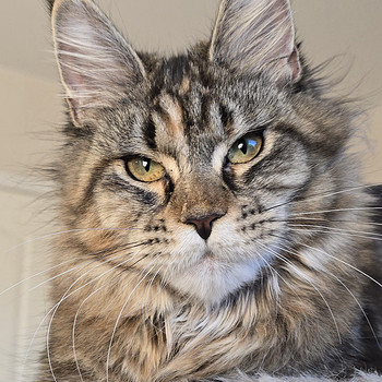 Maine Coon kitten