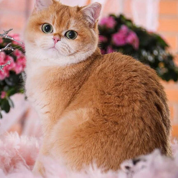 Briti Golden chinchilla DIAMOND