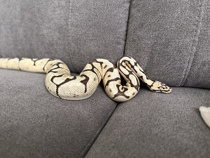 Python regius (3 фото из 4)