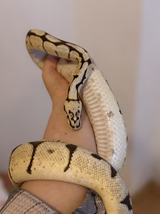 Python regius (1 фото из 4)