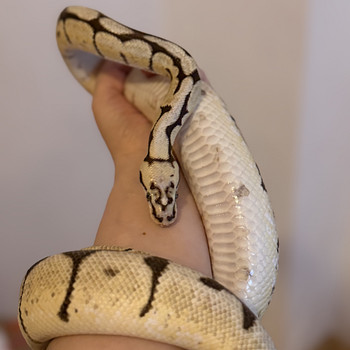 Python regius