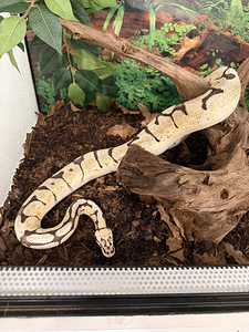 Python regius (4 фото из 4)