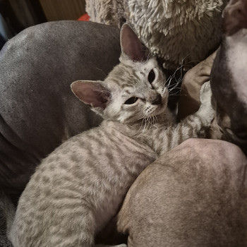 Котята донского сфинкса