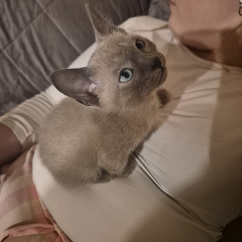 Котята донского сфинкса
