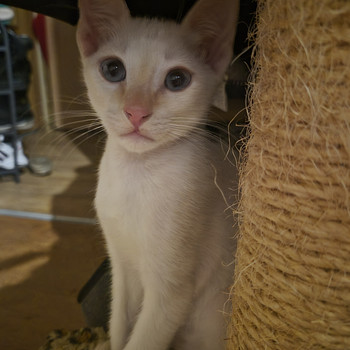 Котята донского сфинкса