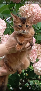 Сомалийская кошка (1 фото из 6)
