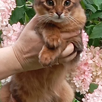 Сомалийская кошка