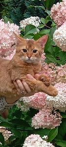 Сомалийская кошка (2 фото из 6)