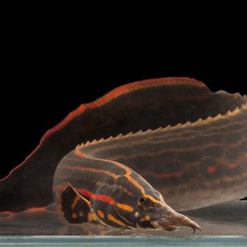 Fire Eel ehk tuleangerjas