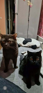 Британские кошечки (5 фото из 7)