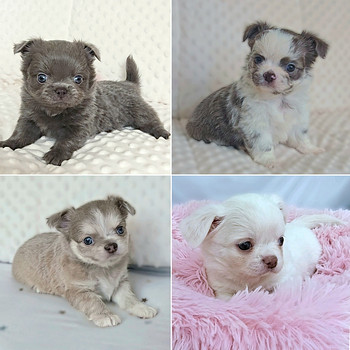 Chihuahuan pitkäkarvaiset pennut