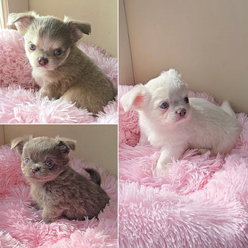 Chihuahuan pitkäkarvaiset pennut