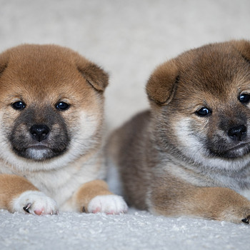 Щенки Shiba Inu